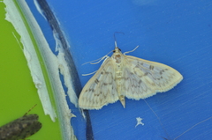 Herpetogramma aquilonalis