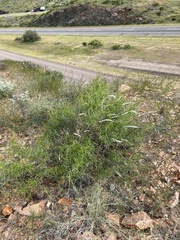 Sidneya tenuifolia