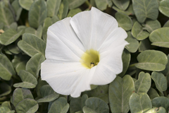 Ipomoea imperati