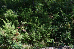 Juniperus communis saxatilis