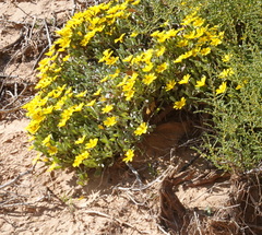 Gazania lichtensteinii