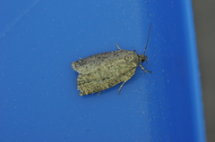 Choristoneura fumiferana