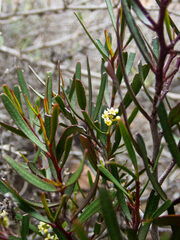 Geijera linearifolia