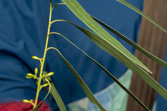 Eucalyptus viminalis