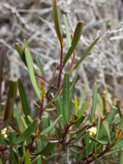 Geijera linearifolia