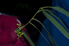 Eucalyptus viminalis