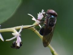 Brachycera