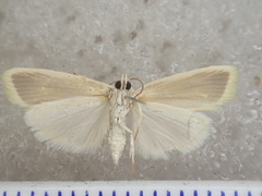 Earias chlorodes