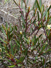Geijera linearifolia