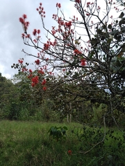Erythrina abyssinica