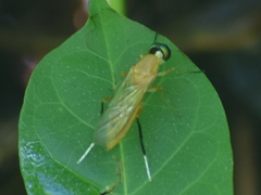 Sarginae