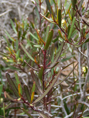 Geijera linearifolia