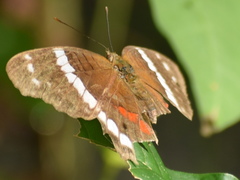 Anartia fatima
