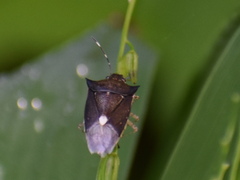 Heteroptera