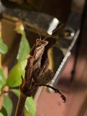 Ameles spallanzania