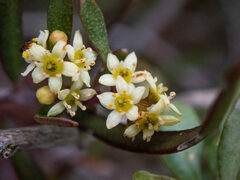 Geijera linearifolia