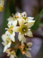 Geijera linearifolia