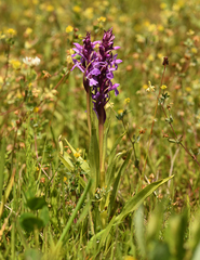 Dactylorhiza maculata