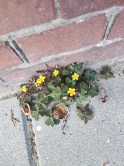 Oxalis corniculata