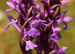 Dactylorhiza maculata