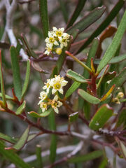 Geijera linearifolia