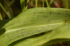 Dactylorhiza maculata