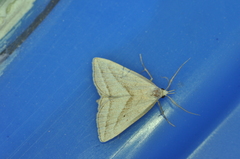 Macrochilo absorptalis