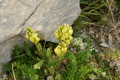Oxytropis dinarica