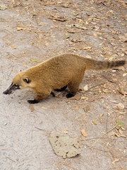 Nasua nasua
