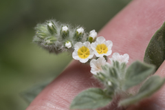 Heliotropium hirsutissimum