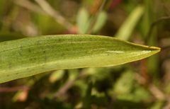 Dactylorhiza maculata
