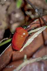 Calliphara imperialis