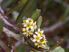 Geijera linearifolia