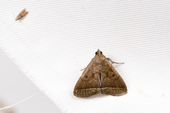 Simplicia simplicissima