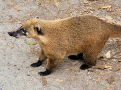 Nasua nasua