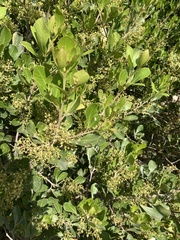 Searsia lucida lucida