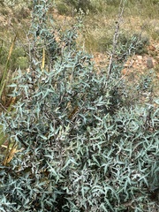 Berberis trifoliolata