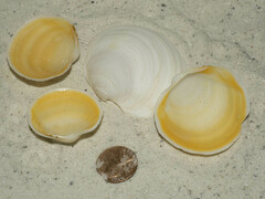 Anodontia alba