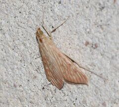 Antigastra catalaunalis