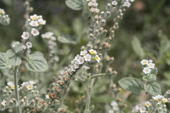 Heliotropium hirsutissimum