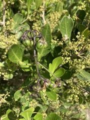 Searsia lucida lucida