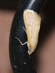 Achyra nudalis