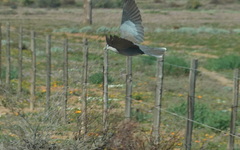 Streptopelia capicola
