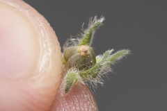 Heliotropium hirsutissimum