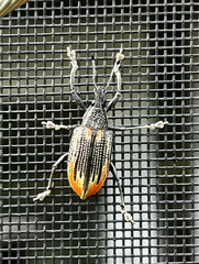 Diaprepes abbreviatus