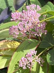 Medinilla speciosa