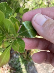 Searsia lucida lucida