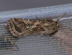 Spodoptera littoralis