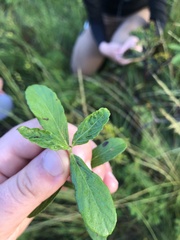 Dyschoriste oblongifolia