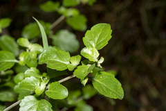 Prostanthera melissifolia